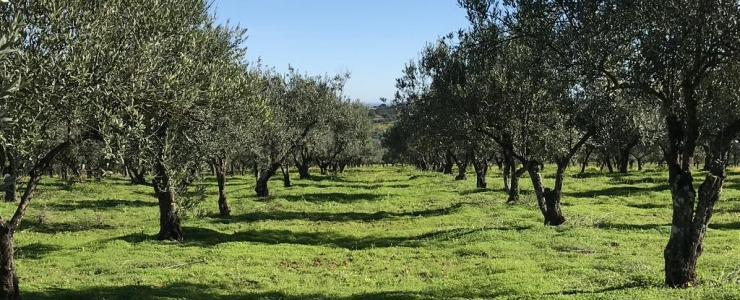 Acheter une oliveraie au Portugal