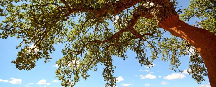 Le chêne-liège, un arbre généreux