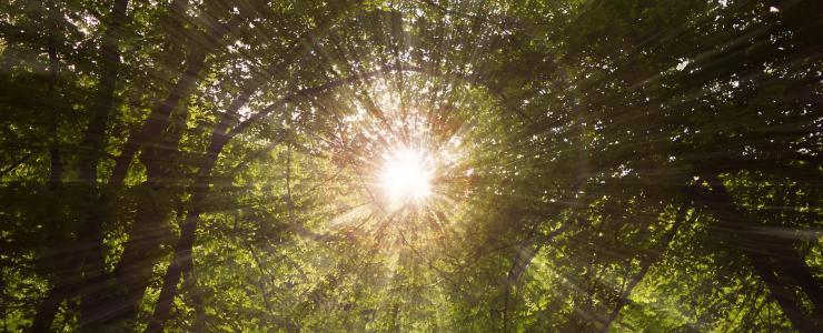 Sylviculture et changement climatique