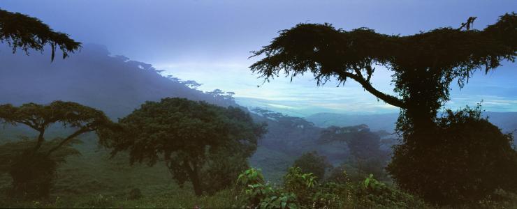 REDD+ : Les bases ambigües du "paiement aux résultats" obtenu par le Gabon