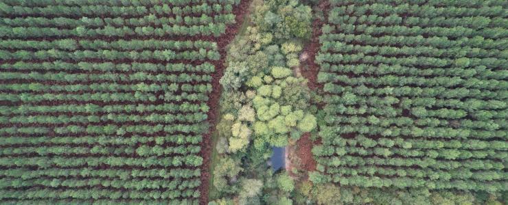Forêt de Pin Maritime en Gironde