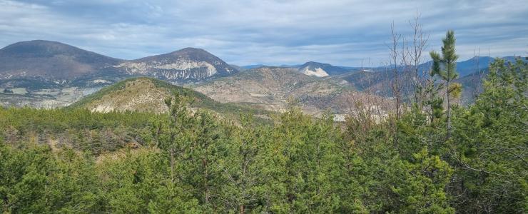 Forêt de production au cœur des Baronnies