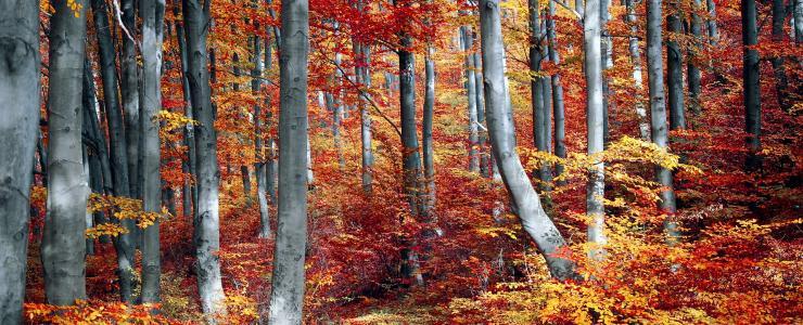 Les saisons en forêt