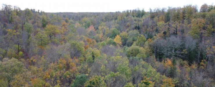 Terrain de Chasse dans le Grand Est