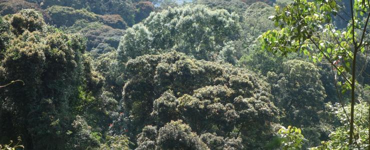 La forêt : l’antichambre du monde sauvage