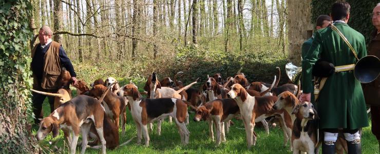 Forêt Investissement assiste au départ d’une chasse à courre en Forêt de Tronçais