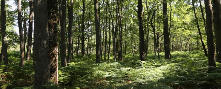 Propriété Forestière à louer en Ile de France