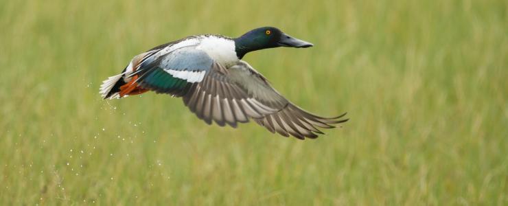 Les chasseurs : premiers écologistes de France !