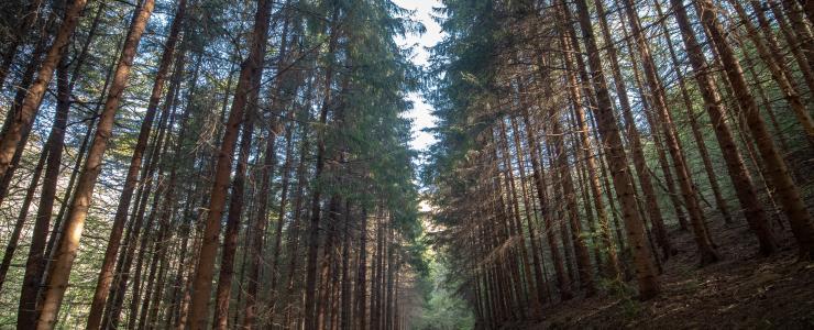 Forêt d'un seul tenant dans le département de l'Aude