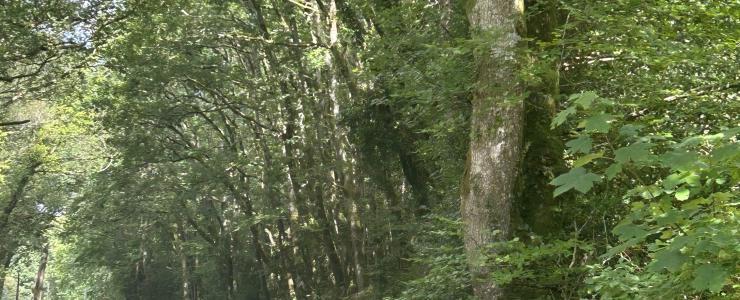Chênaie et résineux en Bretagne