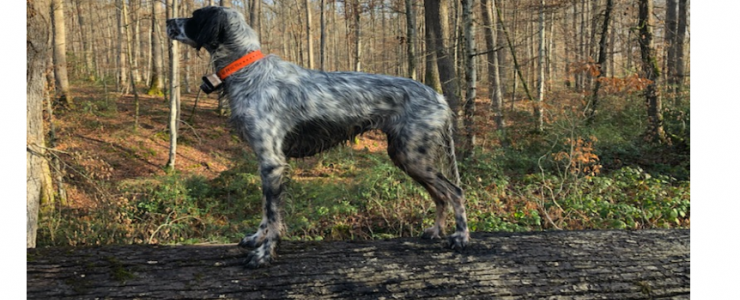 Le dressage du chien bécassier